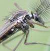Chaoborus crystallinus